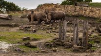 Nashörner, ZOOM Erlebniswelt, Gelsenkirchen