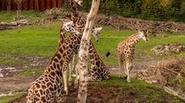 Giraffen, ZOOM Erlebniswelt, Gelsenkirchen