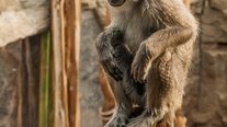 Langur, ZOOM Erlebniswelt, Gelsenkirchen